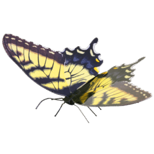 MAQUETA 3D METAL FASCINATIONS MARIPOSA TIGER SWALLOWTAIL MONTAJE SIN PEGAMENTO NI SOLDADURA